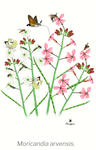 Moricandia arvensis